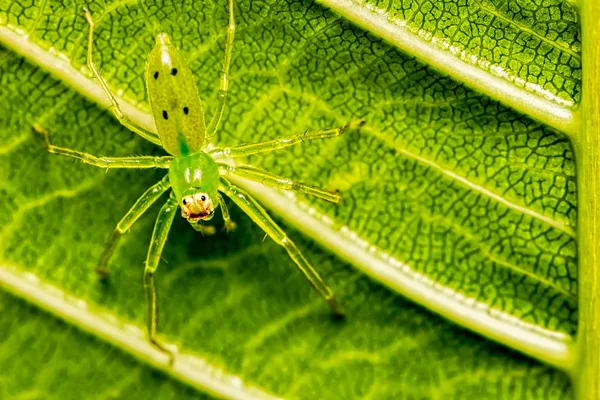 Aranha Verde Lyssomanes Folha Macrofotografia Natureza — Fotografia de Stock