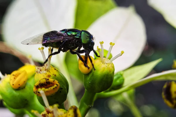 Groene Vliegen Gele Bloem Macro Foto — Stockfoto