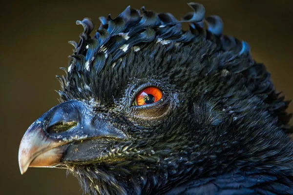 Crax alector bird namı diğer Mutum-Poranga, egzotik Brezilyalı kuş - Crax alector namı diğer Mutum-poranga 'nın başının yakın çekimi