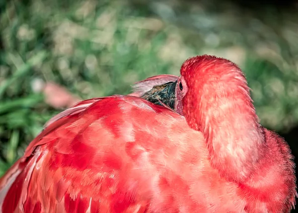 flamingo  exotic brazilian bird,  with beak between wings to sleep