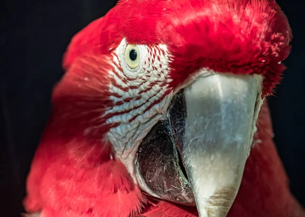 Arara Vermelha Aka Arara Vermelha Pássaro Brasileiro Exótico Foto Cabeça — Fotografia de Stock