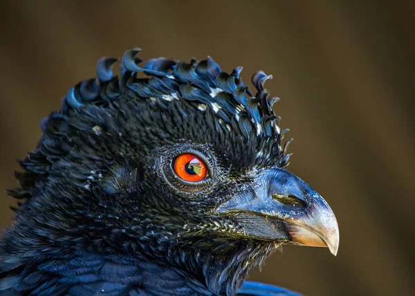 Crax alector bird aka Mutum-Poranga, exotic brazilian bird - Photo Close-up of the head of a bird Crax alector aka Mutum-poranga