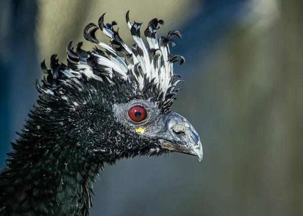 Crax fasciolata bird aka Mutum-de -penacho, exotic brazilian bird - Photo Close-up of the head of a bird Crax fasciolata aka Mutum-de-penacho