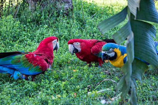 Red macaws and blue and yellow macaw eating fruit on the ground