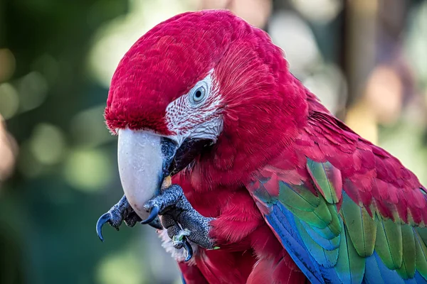 red macaw aka Arara vermelha - photo in detail of red macaw feeding on fruit