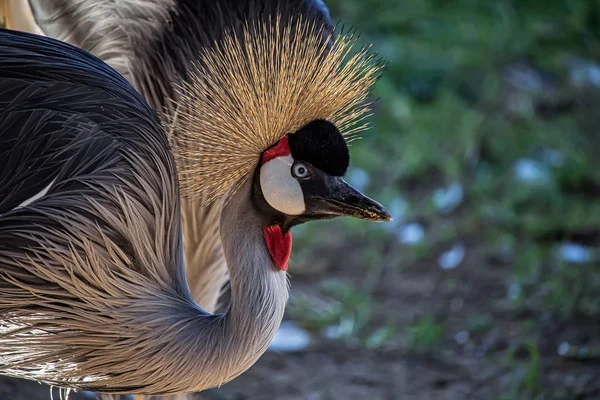 Bird Balearica pavonina aka Grou coroado, exotic African bird - Photo in detail of a bird Balearica pavonina aka Grou coroado