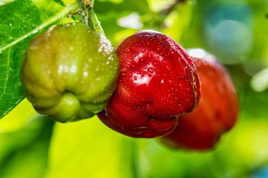 Acerola meyvesi, zengin C vitamini kaynağı acerola ağacındaki su damlacıklarıyla birlikte acerola meyvesinin ayrıntıları