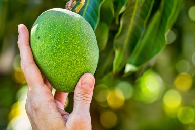 Mango meyvesi bir kadının eliyle toplanıyor.