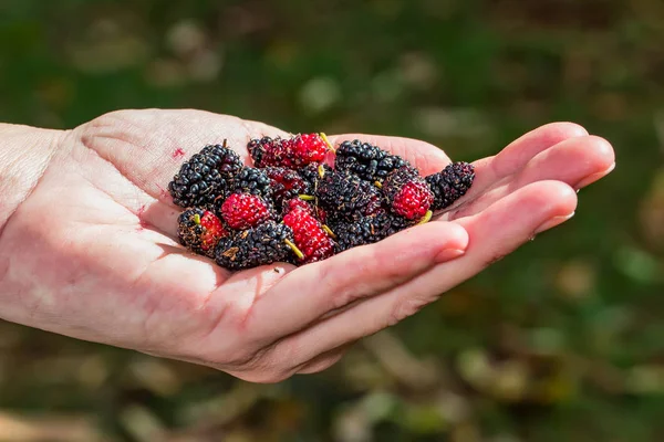 Mano Mujer Sosteniendo Puñado Moras Orgánicas —  Fotos de Stock