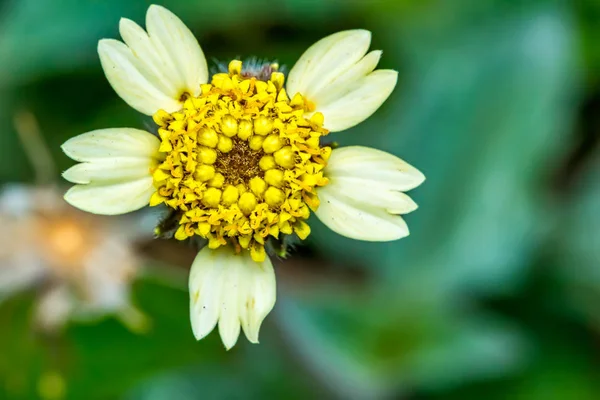 Bahçedeki Meksikalı papatya çiçeği - Çiçek tridax procumbens