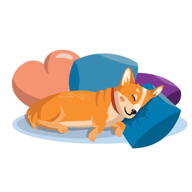 Sevimli Corgi renkli yastıklarda kanepede uyuyor.
