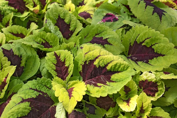 Primer Plano Planta Coleus Color Brillante —  Fotos de Stock