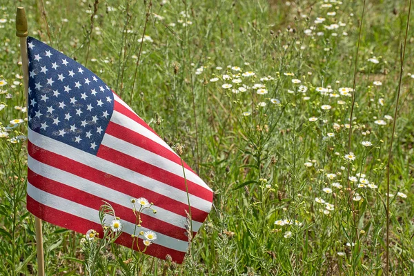 Ülke Alanındaki Beyaz Papatya Çiçekler Amerikan Bayrağı — Stok fotoğraf