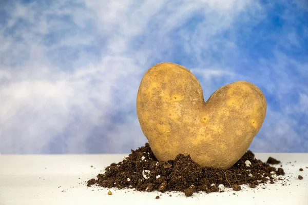 Närbild Hjärta Form Idaho Potatis Smuts Med Sommar Himmel Bakgrund — Stockfoto