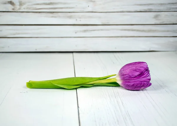 Pojedynczy Tulipan Fioletowy Bielone Drewno — Zdjęcie stockowe