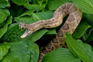 close up of aggressive rattlesnake in hosta plants with raindrops clipart