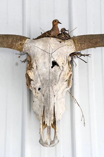 Mourning Dove Nest Steer Skull Horns White Wall — Stock Photo, Image