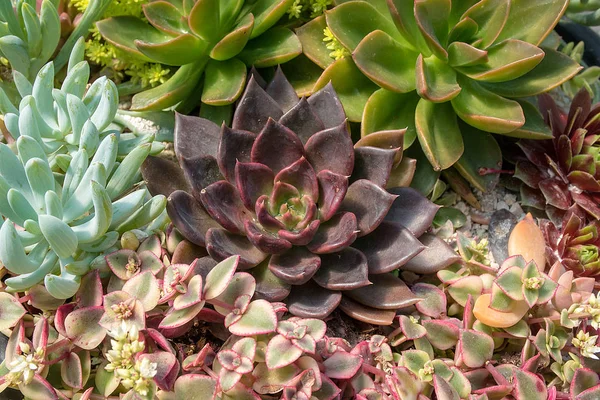 Primo Piano Della Varietà Piante Succulente Nel Giardino Estivo — Foto Stock