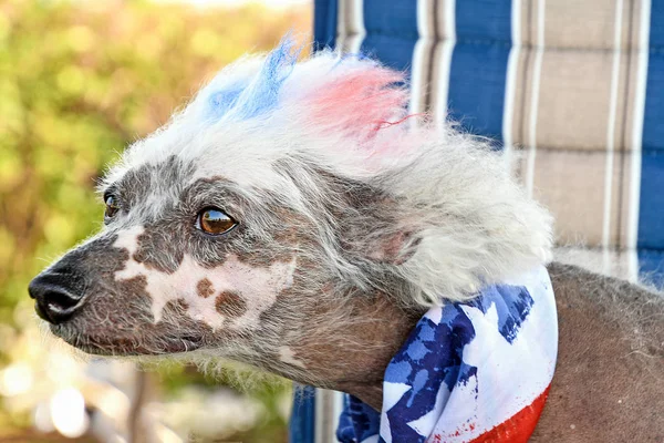 Close Chinês Crested Hairless Cão Com Pele Tingida Cachecol Bandeira — Fotografia de Stock