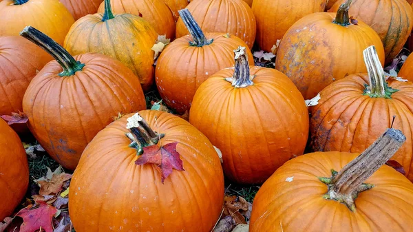 Autumn Listowie Pomarańczowe Dynie Pumpkin Patch — Zdjęcie stockowe