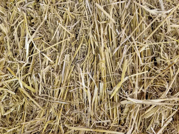 Close Dry Hay Bale — Stock Photo, Image