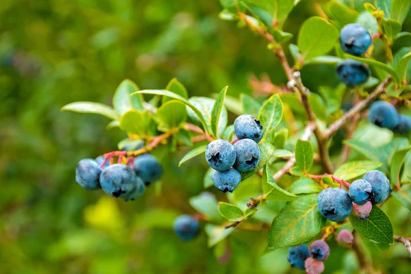 Close Van Rijpe Bosbessen Bush — Stockfoto