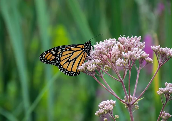 Monarch Kelebek Pembe Süt Kardeş Çiçeği Üzerinde Besleme Yakın Çekim — Stok fotoğraf