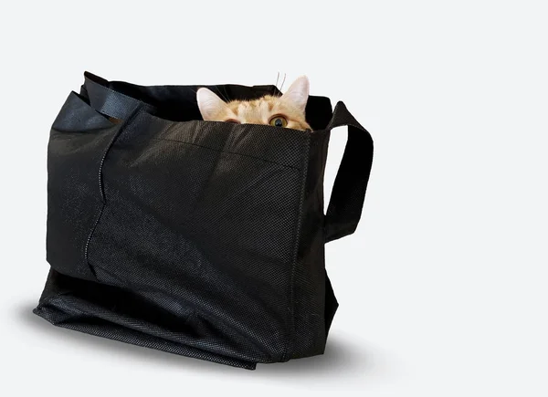 Gold Tabby Cat Peeking Edge Black Bag Isolated White — Stock Photo, Image