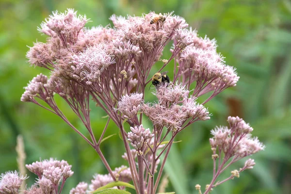 close up of bumblebee and honey bee on milkweed plant