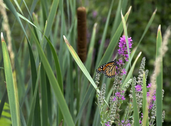 Monarch Kelebek Üzerinde Parlak Pembe Sulak Kır Çiçeği — Stok fotoğraf