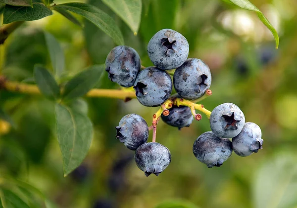 Zbliżenie Kilka Dojrzałych Jagód Blueberry Bush — Zdjęcie stockowe