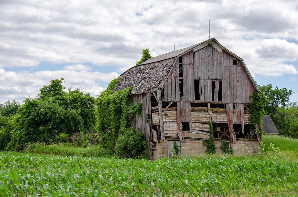 dilapidated old barn in Michigan corn field