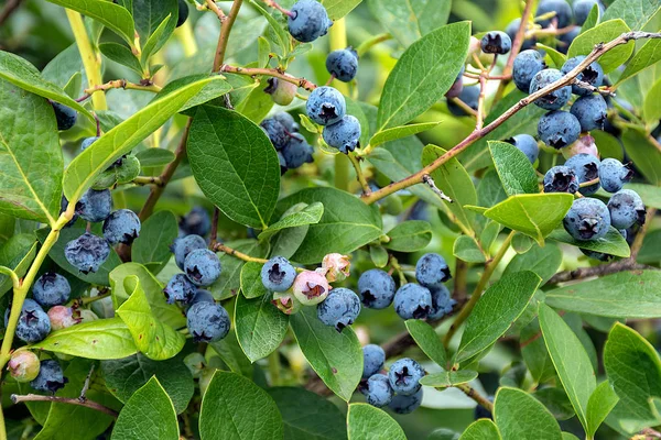 布什的蓝莓作物关闭 — 图库照片
