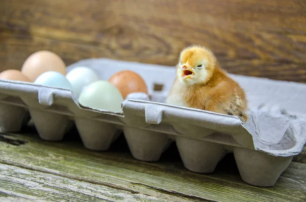 Hühnerbaby Mit Braunen Und Weißen Eiern Grauen Eierkarton Auf Rustikalem — Stockfoto
