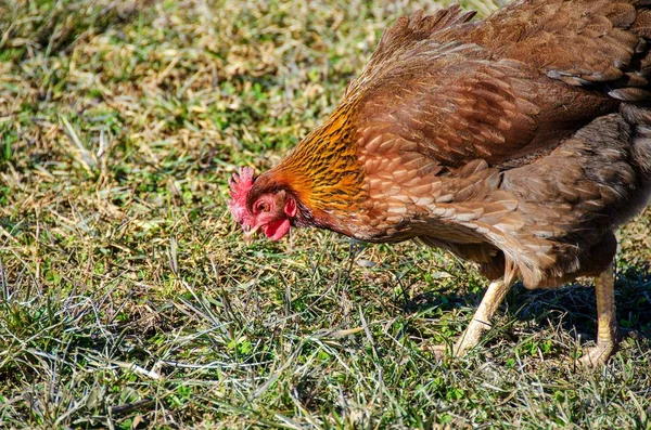 Närbild Frigående Kyckling Landsbygdens Fält — Stockfoto