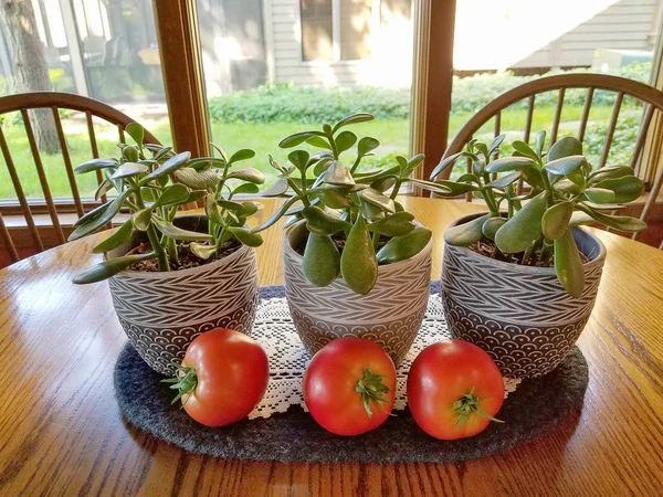 Dojrzałe Czerwone Pomidory Jade Rośliny Doniczce Stole Kuchni — Zdjęcie stockowe