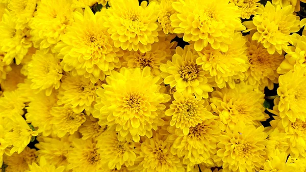 Close Bright Yellow Autumn Mum Flowers — Stock Photo, Image