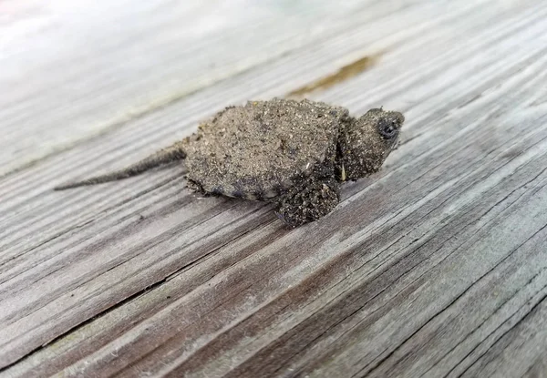 Primer Plano Tortuga Bebé Chasquido Cubierto Arena Madera Rústica — Foto de Stock