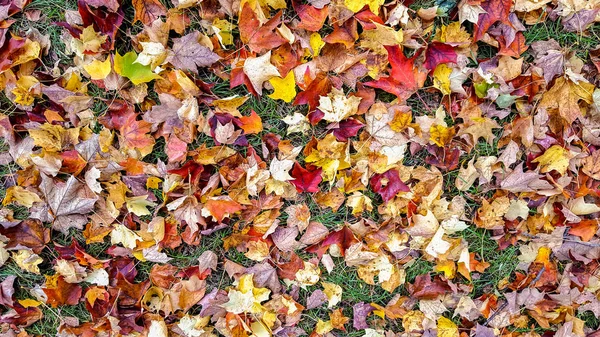 Hojas Arce Otoño Colores Sobre Hierba Verde —  Fotos de Stock