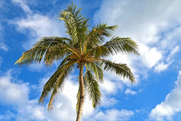Mavi Gökyüzünde Hindistancevizi Öğleden Sonra Bulutlar Ile Tropikal Palmiye Ağacının — Stok fotoğraf