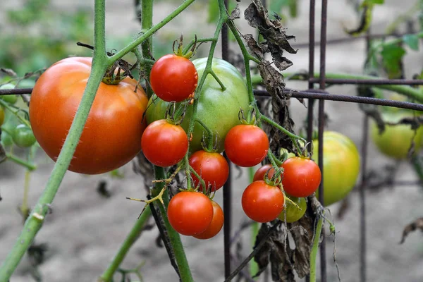 Close Tomatoes Ripening Plant Vine — Stock Photo, Image