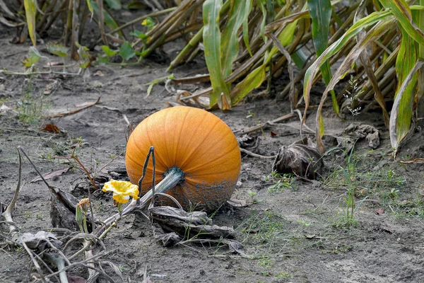 汚れの花を持つつる植物の成長秋のオレンジ色のカボチャ — ストック写真