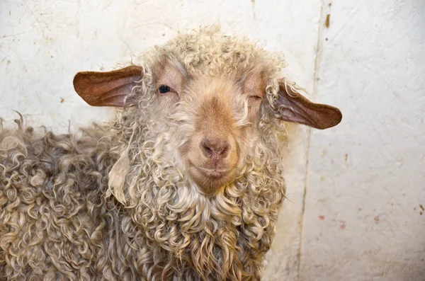 Dişi Koyun Keçeleşmiş Kıvırcık Yün Ile Göz Kırpıyor Yakın Çekim — Stok fotoğraf