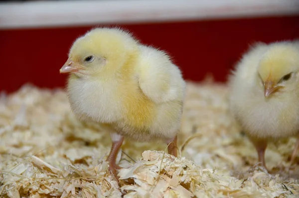 Close Yellow Baby Chicks Wood Shavings — Stock Photo, Image