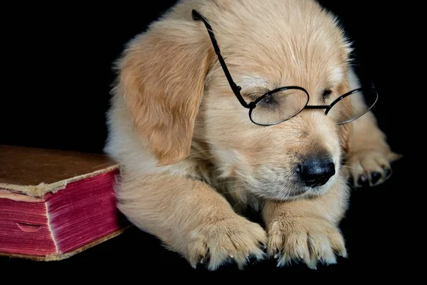 メガネ着用のハードカバーの本とかわいいゴールデンレトリーバー子犬 — ストック写真