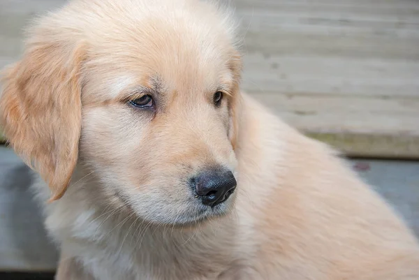 Close Van Blonde Golden Retriever Pup Met Rustieke Houten Achtergrond — Stockfoto
