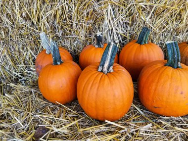 saman balya üzerinde parlak turuncu sonbahar kabaklar