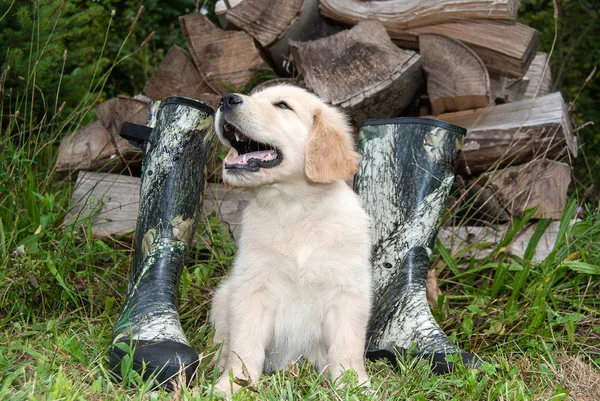 Cachorro Loiro Golden Retriever Com Botas Caça Camuflagem Pilha Madeira — Fotografia de Stock