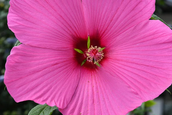 Крайний Крупный План Ярко Розового Цветка Гибискуса — стоковое фото
