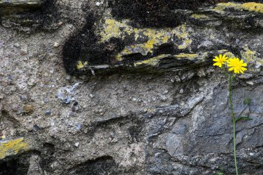 yıpranmış gri taş duvar üzerinde parlak sarı kır çiçeği